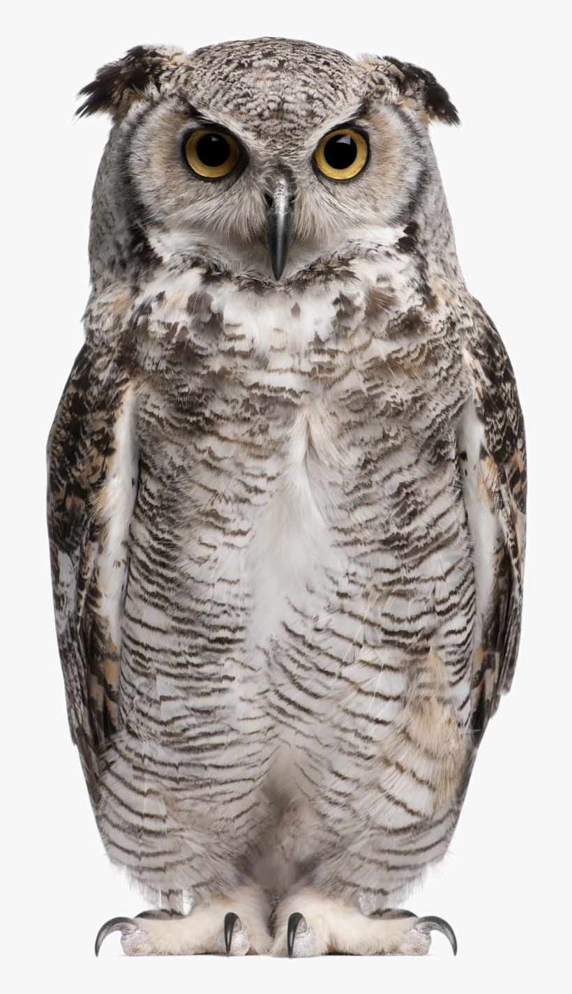 Detail Owl Transparent Nomer 27