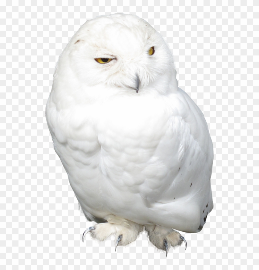Detail Owl Transparent Nomer 29