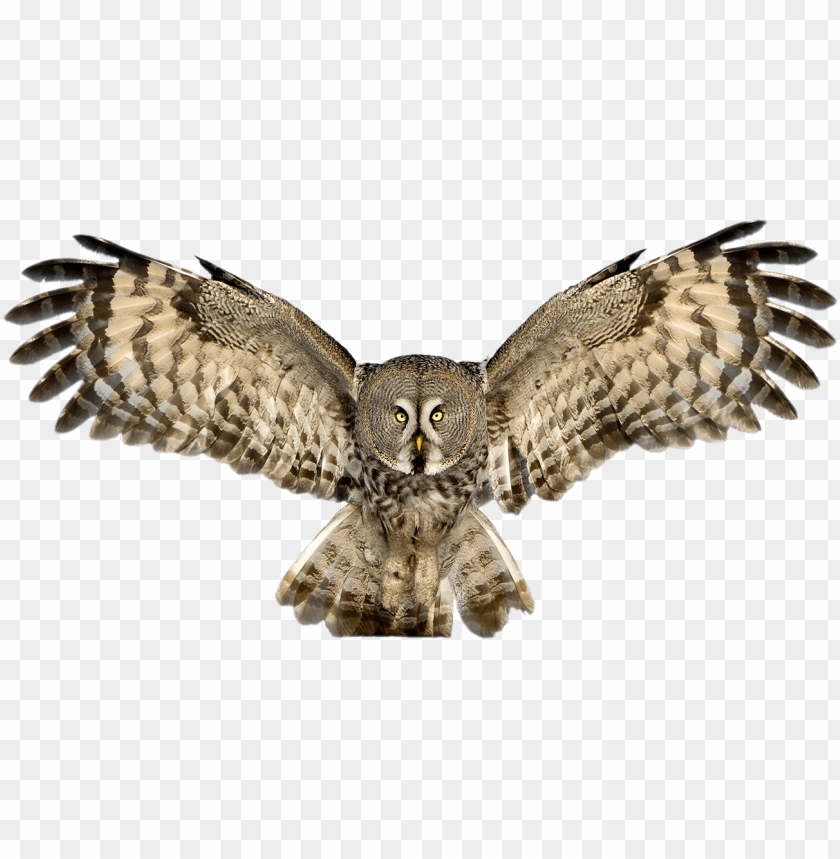 Detail Owl Transparent Nomer 32