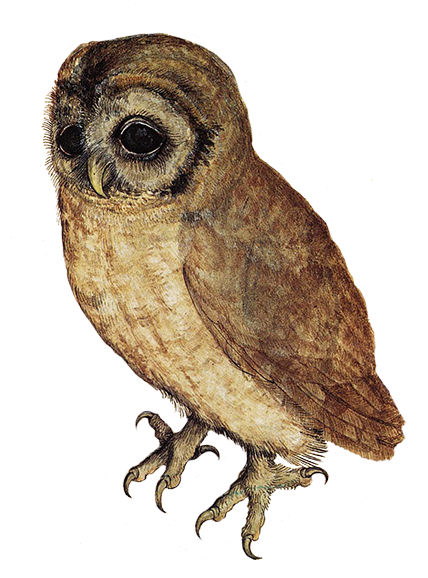 Detail Owl Transparent Nomer 34