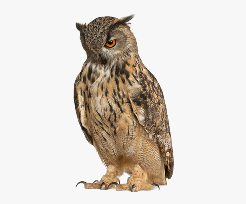 Detail Owl Transparent Nomer 41
