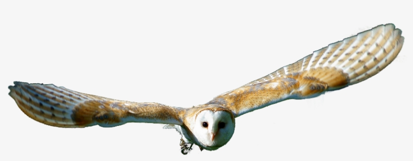 Detail Owl Transparent Nomer 42