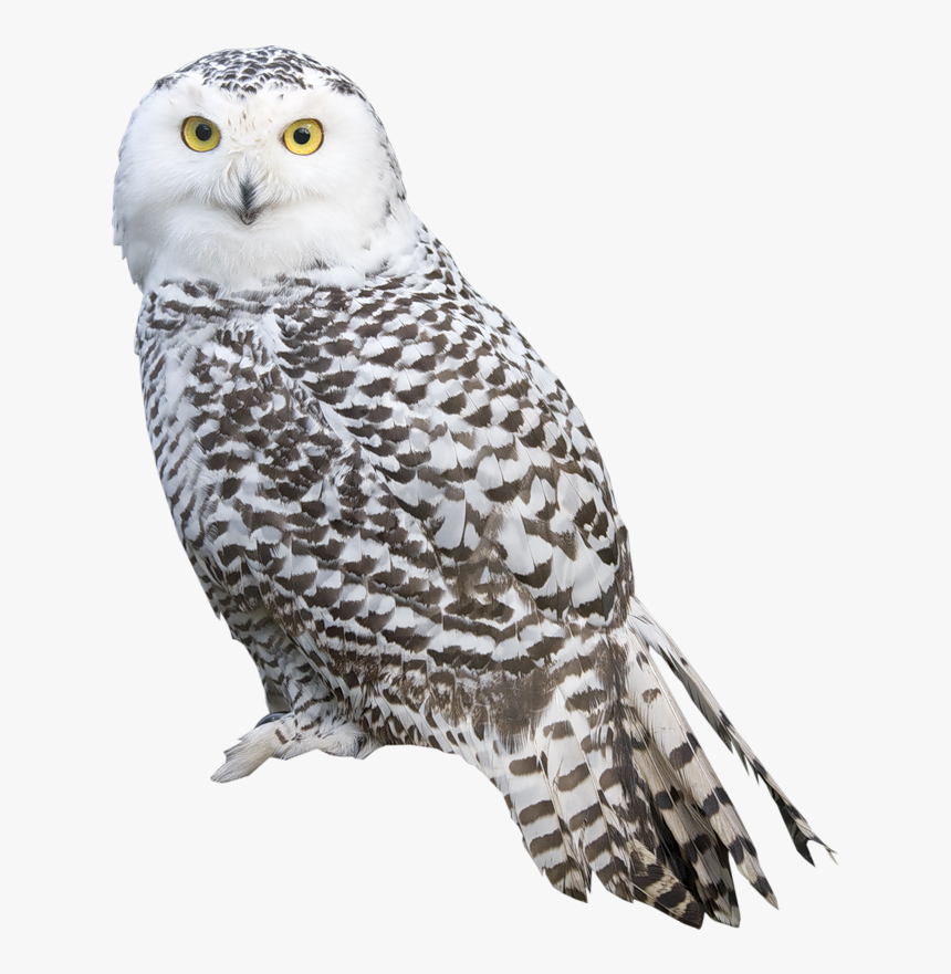 Detail Owl Transparent Nomer 6