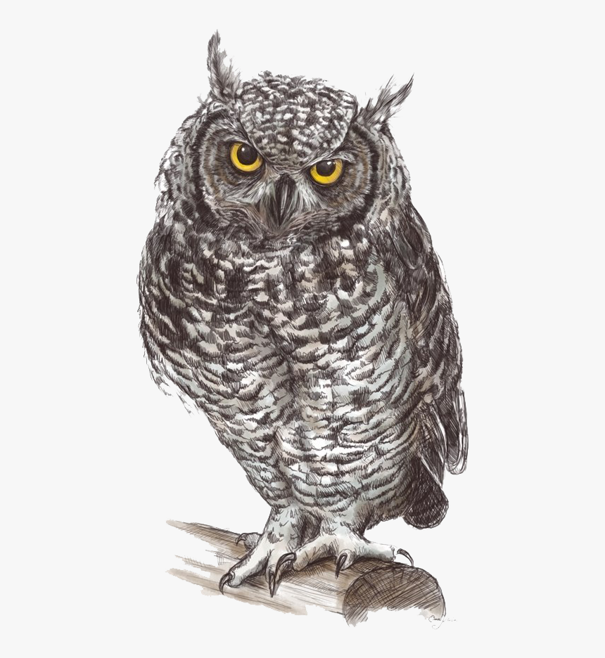 Detail Owl Transparent Nomer 47