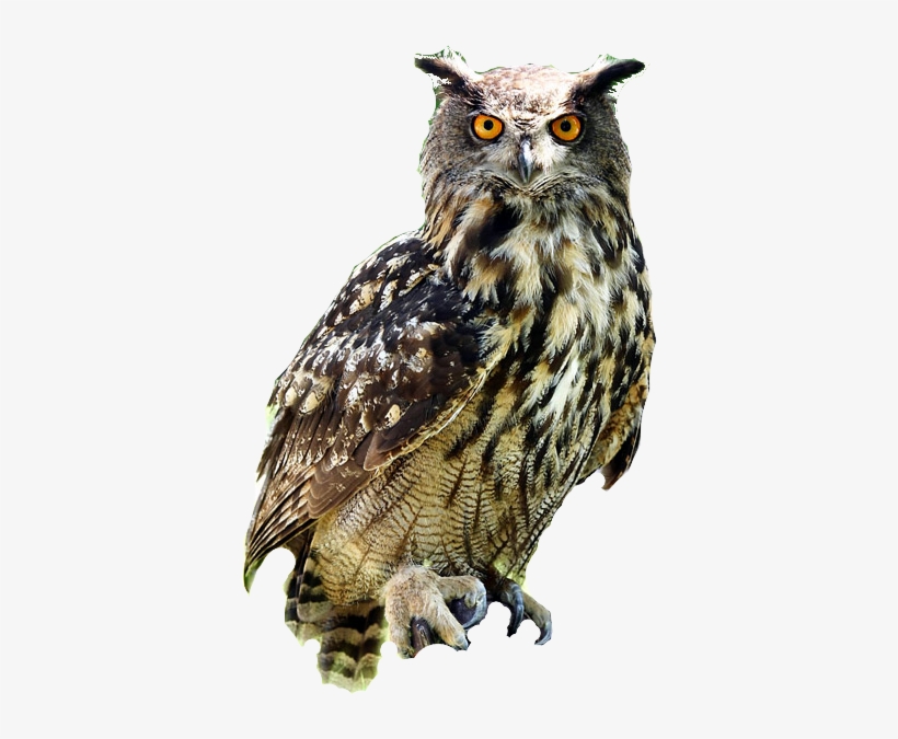 Detail Owl Transparent Nomer 52