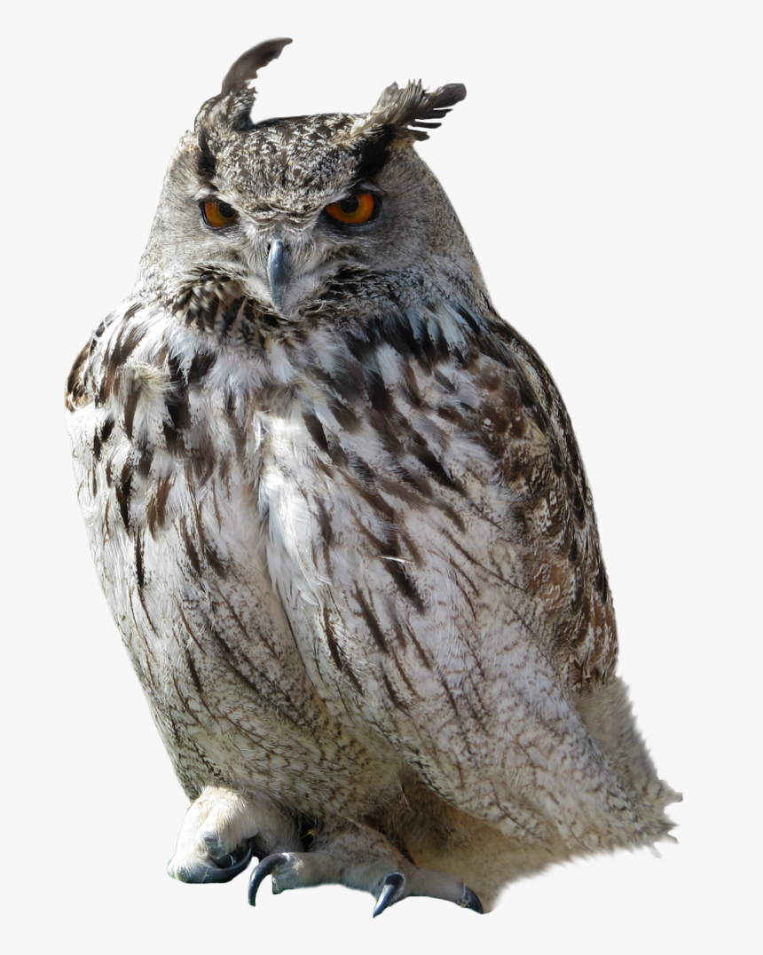 Detail Owl Transparent Nomer 8
