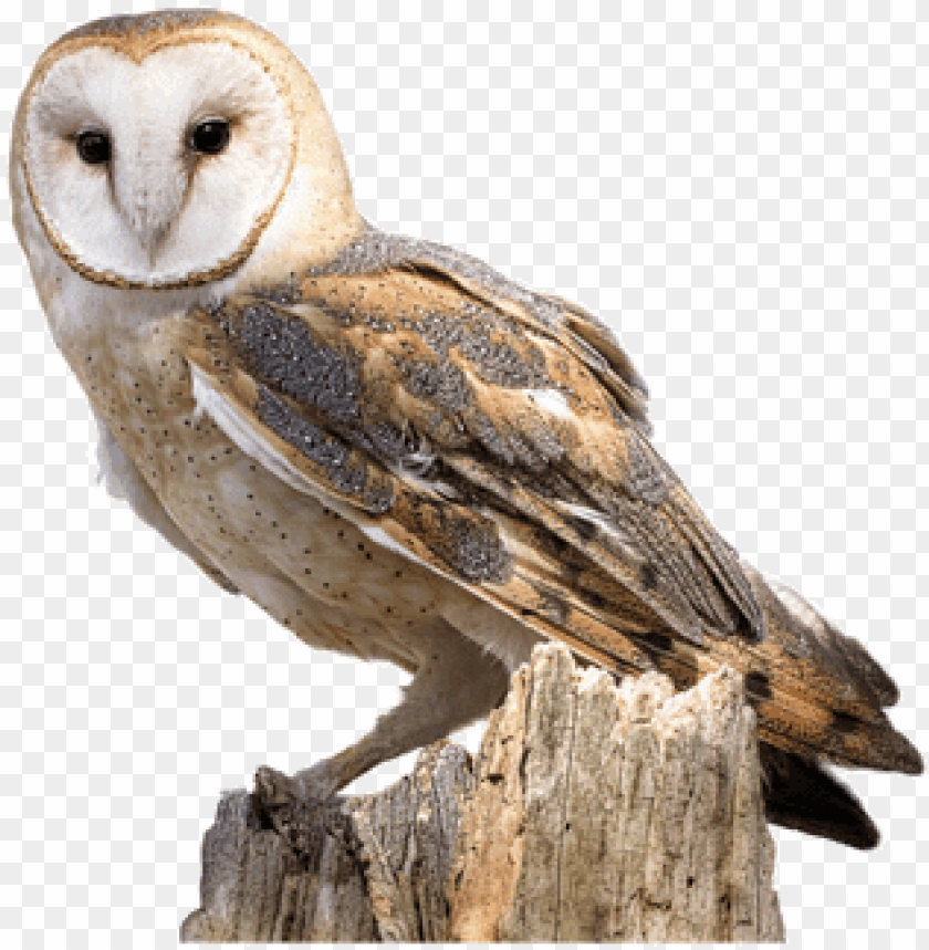 Detail Owl Transparent Nomer 9