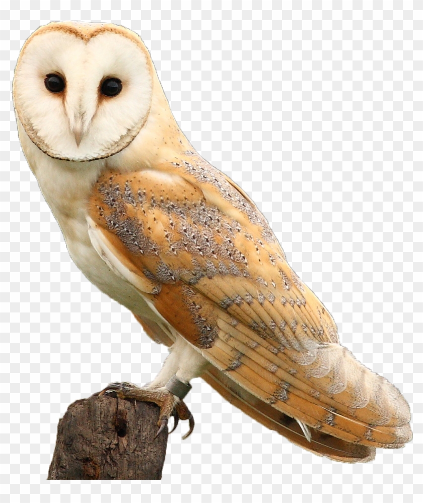 Detail Owl Transparent Nomer 10