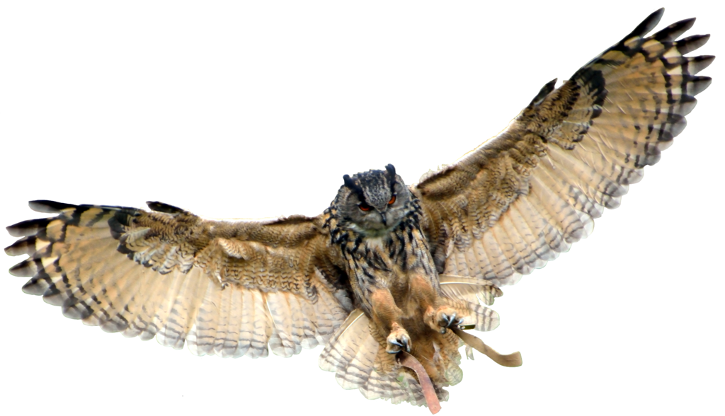 Detail Owl Transparent Background Nomer 12