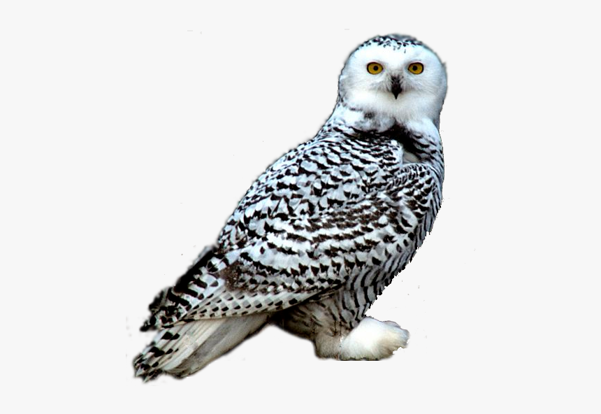 Detail Owl Transparent Background Nomer 17