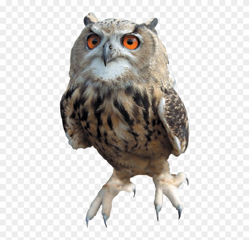 Detail Owl Transparent Background Nomer 22