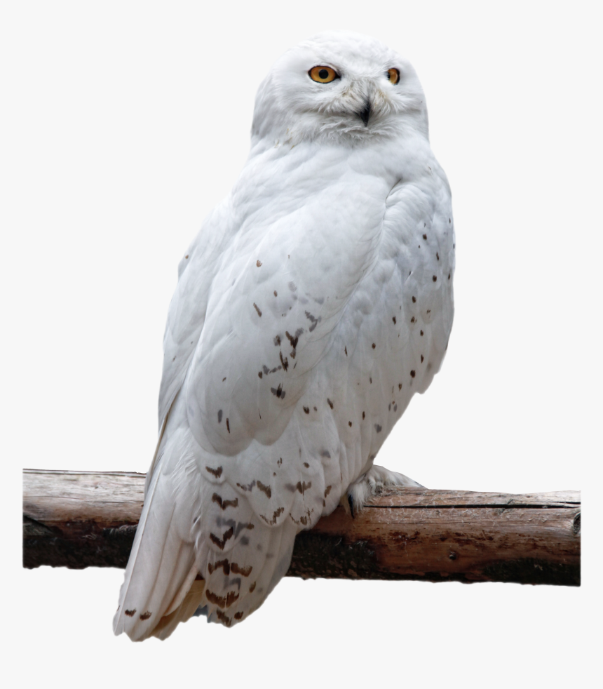 Detail Owl Transparent Background Nomer 27