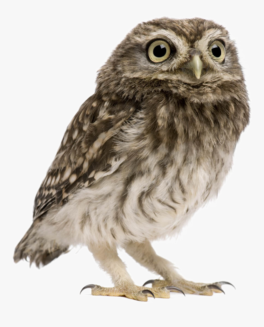Detail Owl Transparent Background Nomer 4