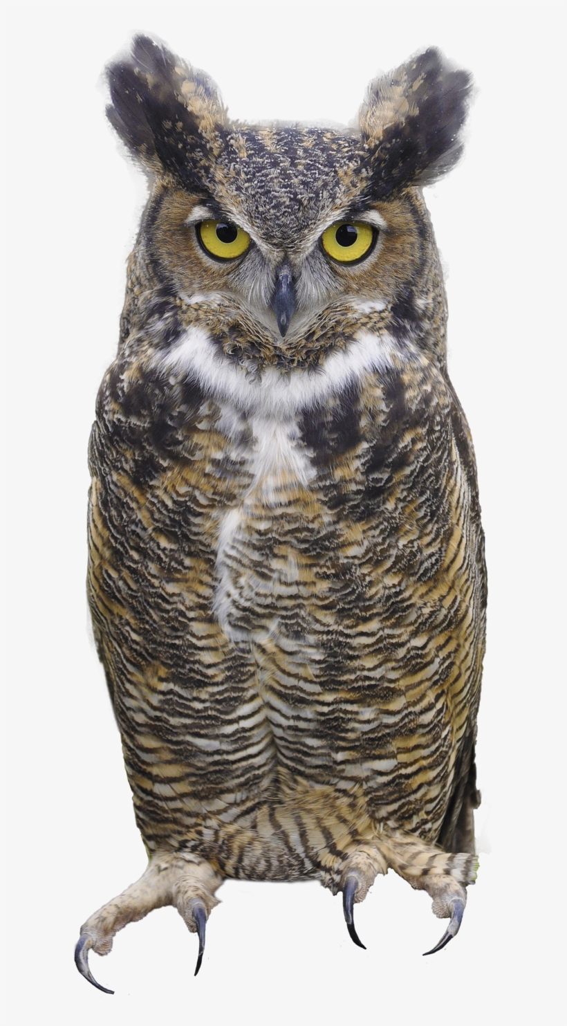 Detail Owl Transparent Background Nomer 34