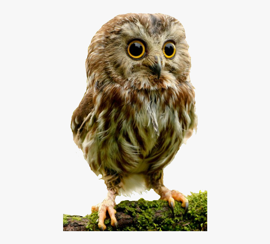 Detail Owl Transparent Background Nomer 47