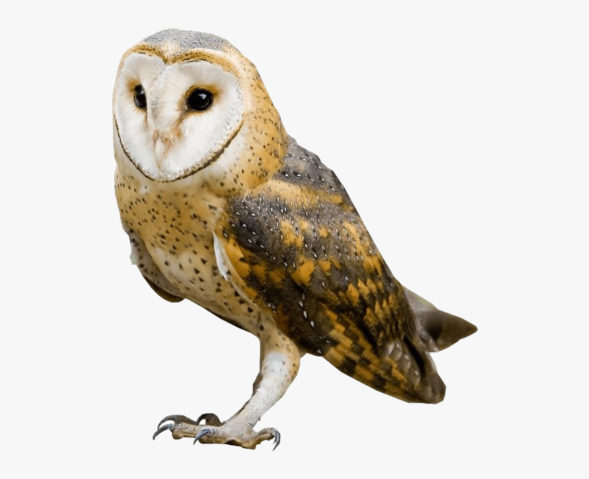 Detail Owl Transparent Background Nomer 8