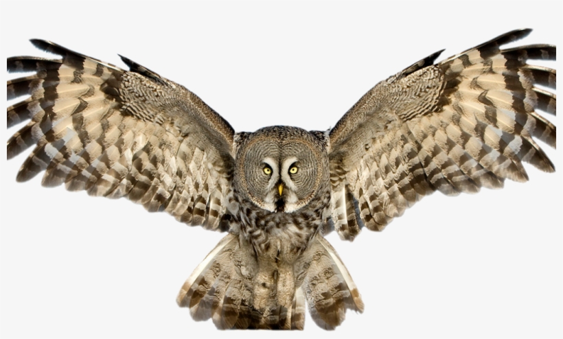 Detail Owl Vector Png Nomer 41