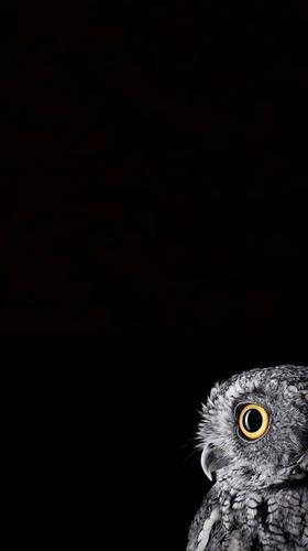 Detail Owl Wallpaper Android Nomer 24