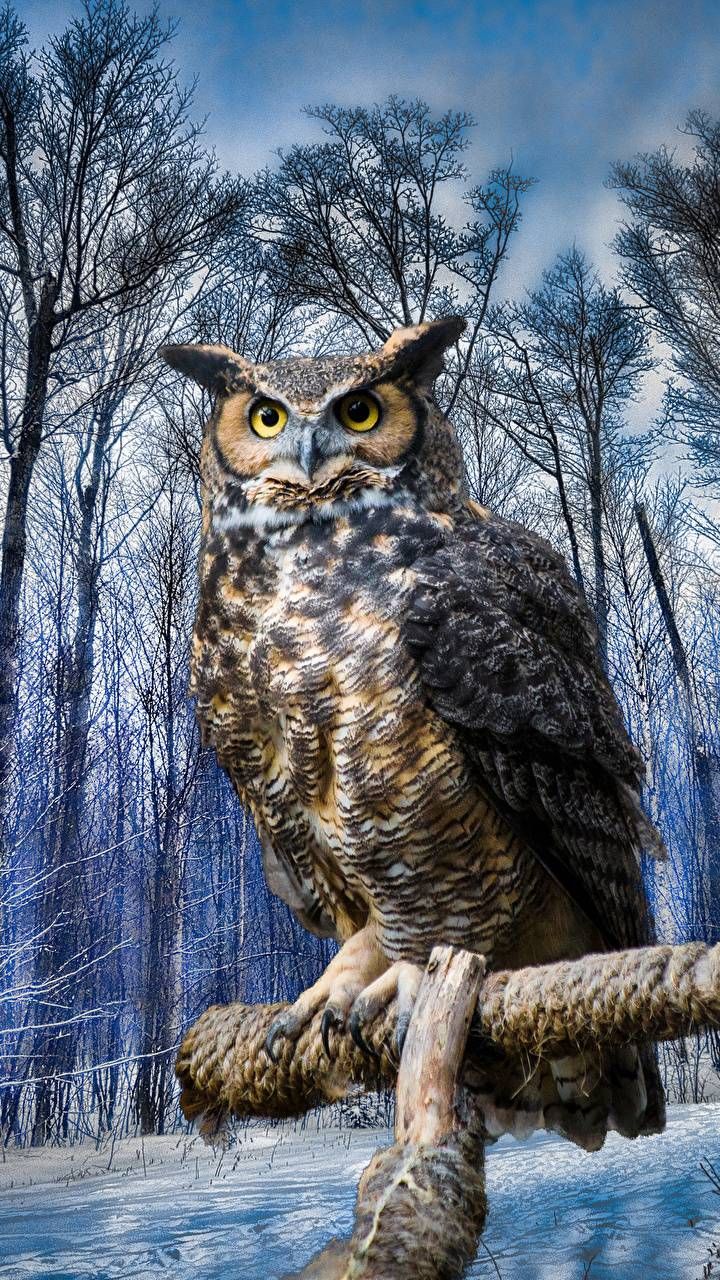 Detail Owl Wallpaper Android Nomer 36