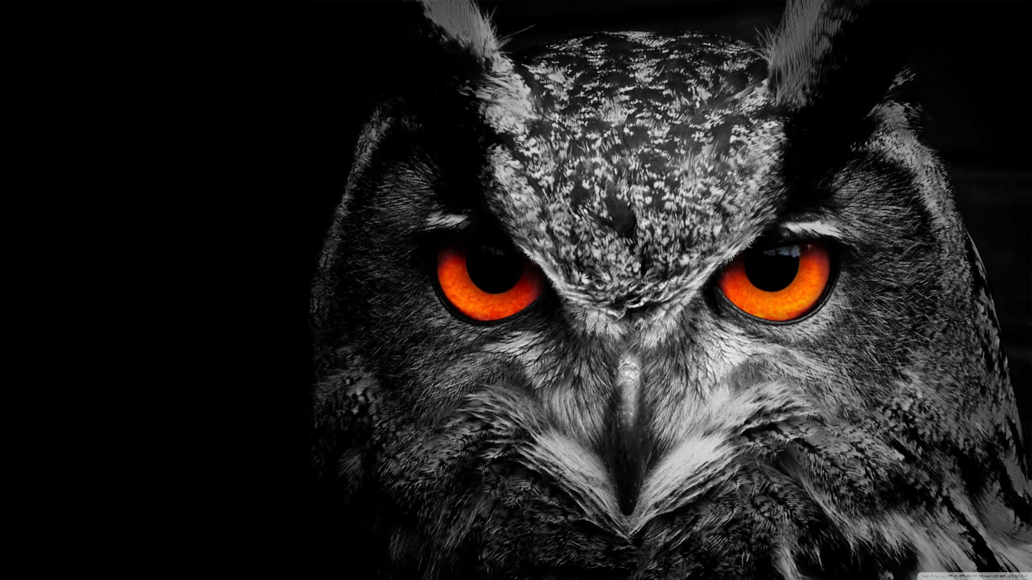 Detail Owl Wallpaper Hd Nomer 15