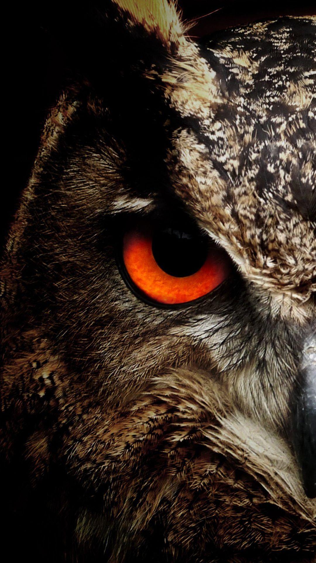 Detail Owl Wallpaper Hd Nomer 4