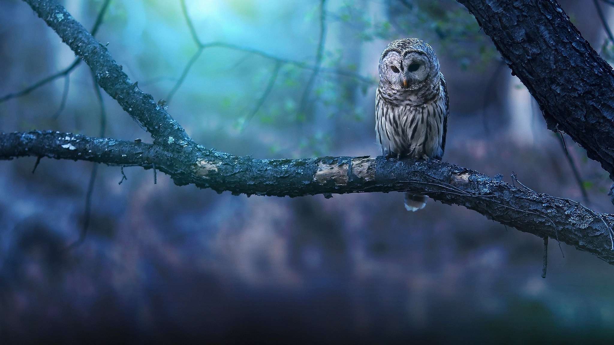 Detail Owl Wallpaper Hd Nomer 33