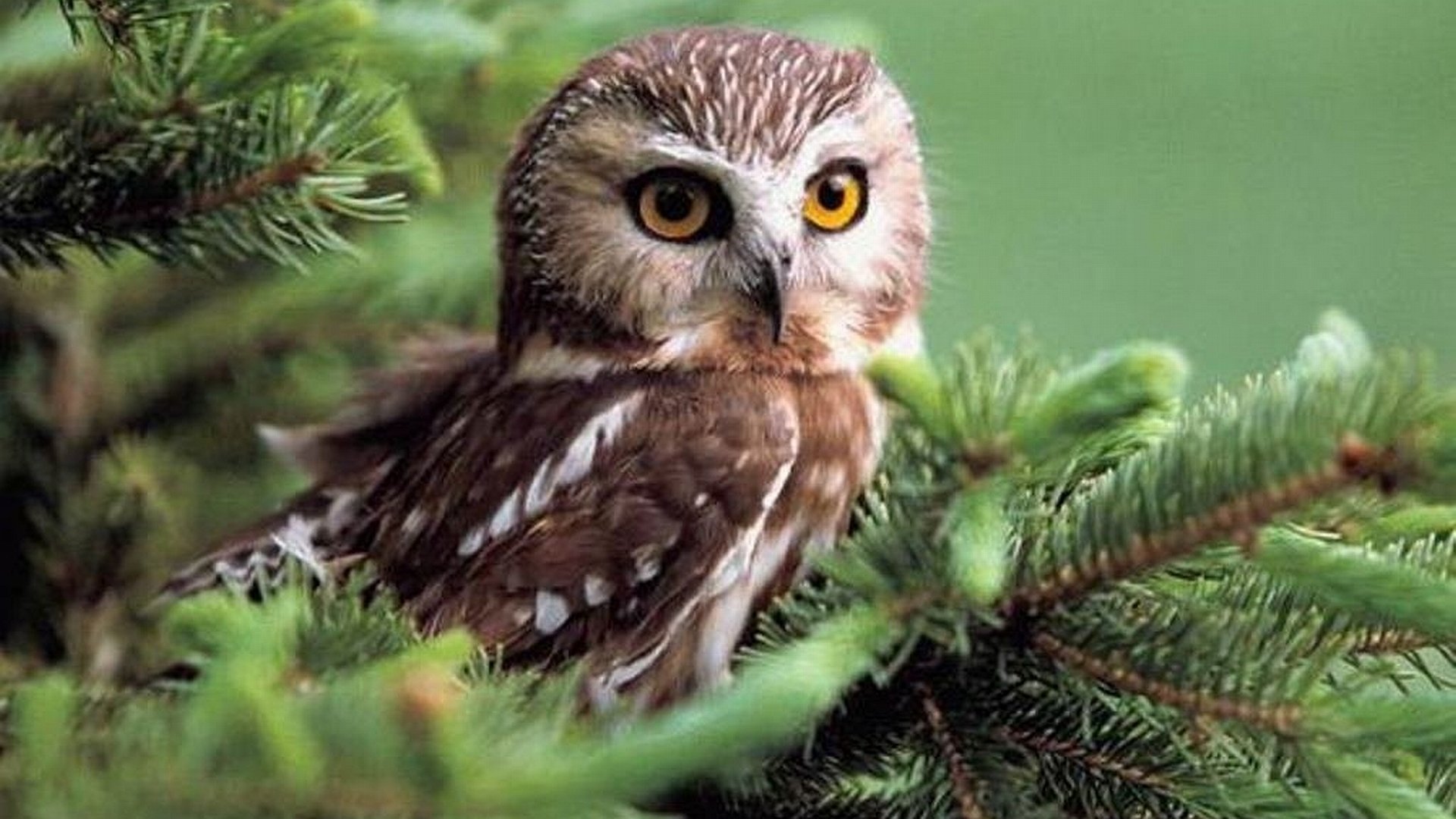 Detail Owl Wallpaper Hd Nomer 38