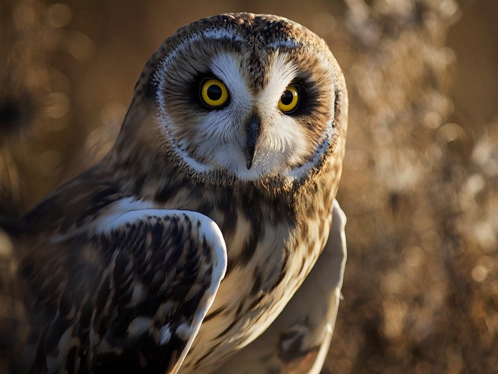 Detail Owl Wallpaper Hd Nomer 46