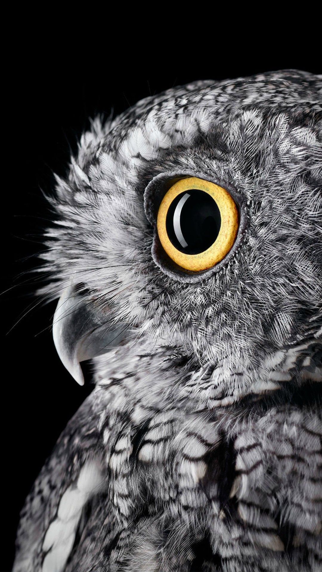 Detail Owl Wallpaper Hd Nomer 49