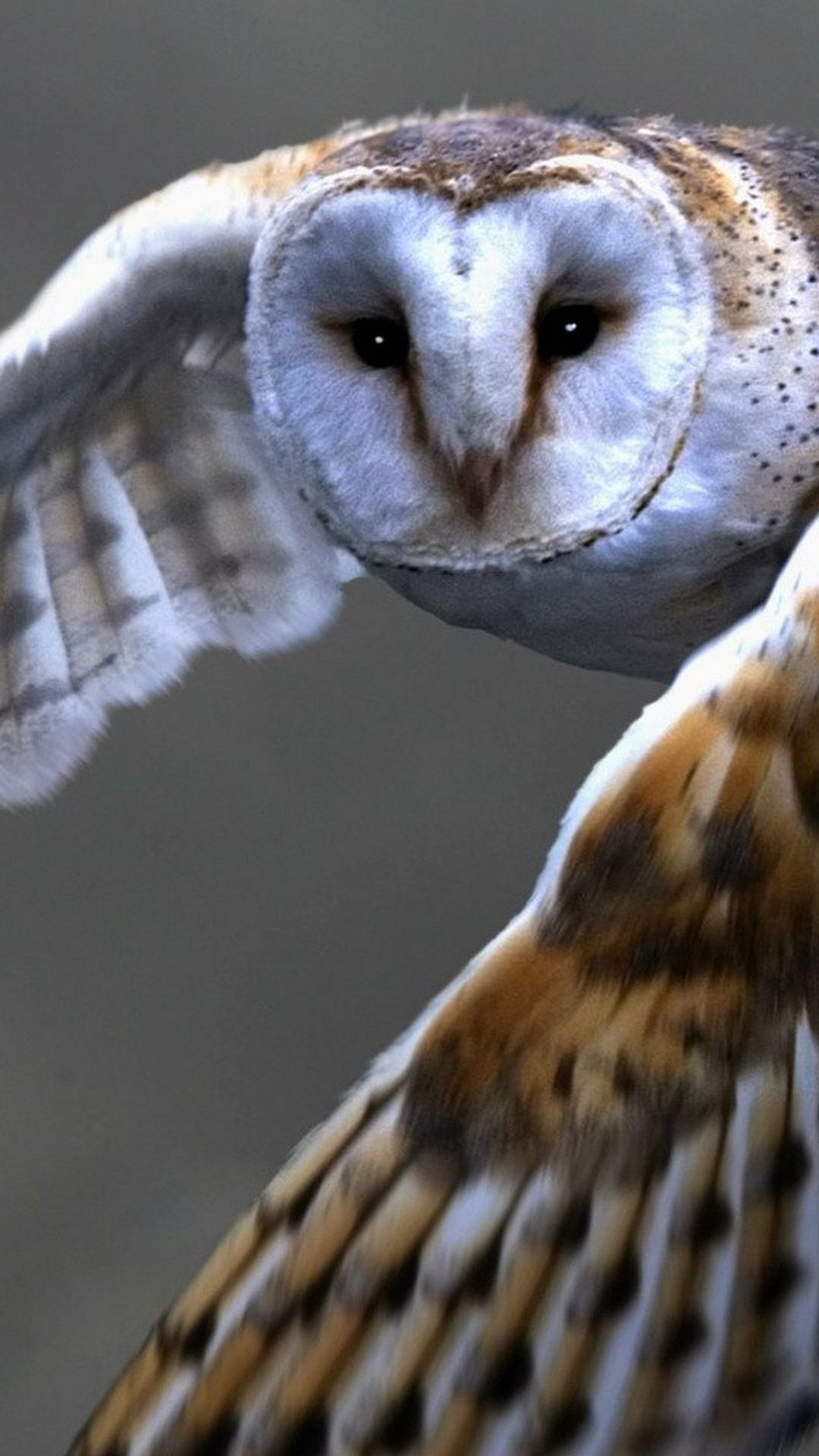 Detail Owl Wallpaper Iphone Nomer 35