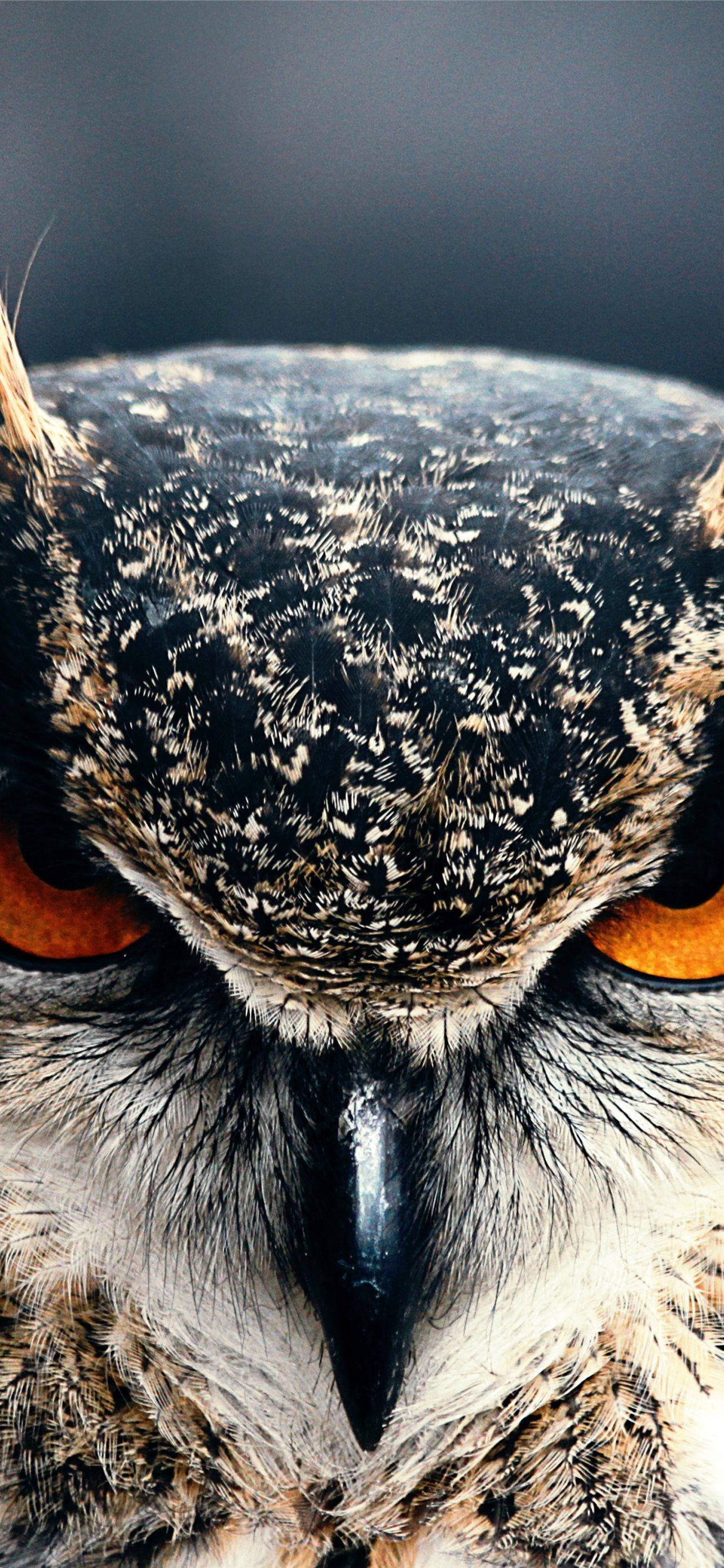 Detail Owl Wallpaper Iphone Nomer 47