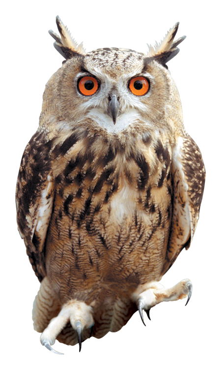 Owls Png - KibrisPDR