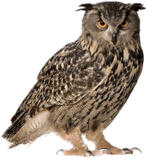 Detail Owls Png Nomer 2