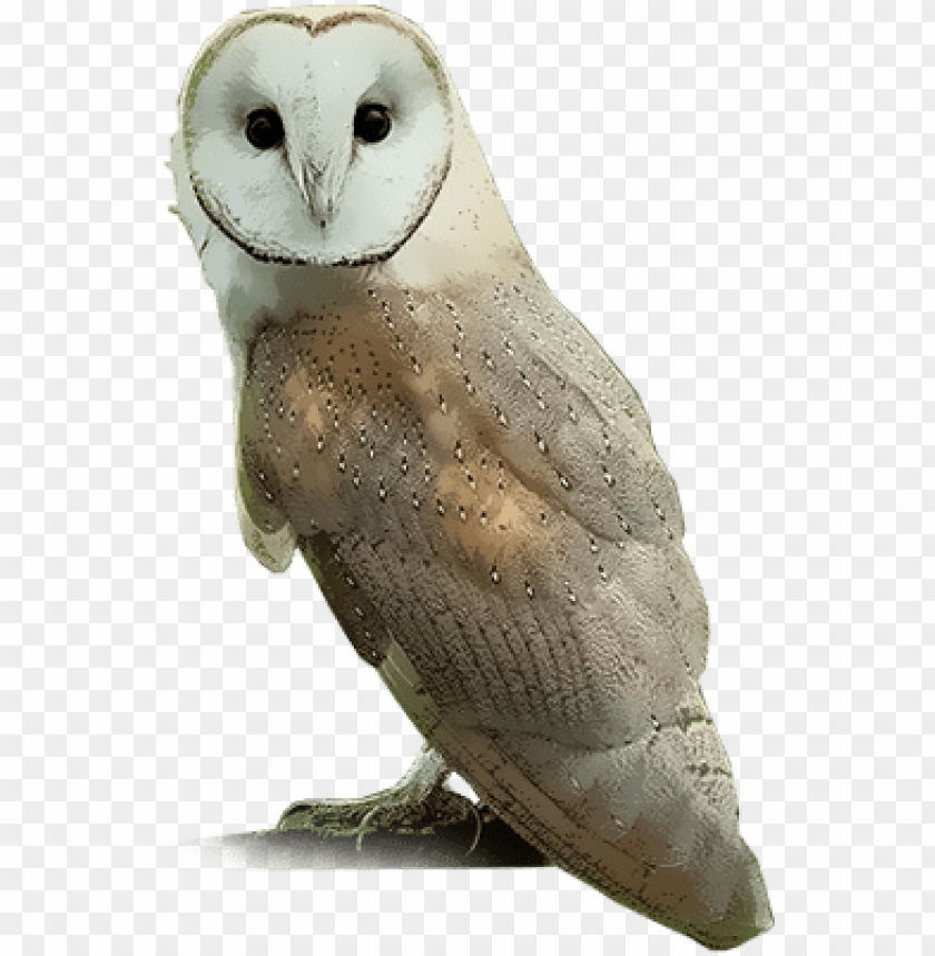 Detail Owls Png Nomer 12