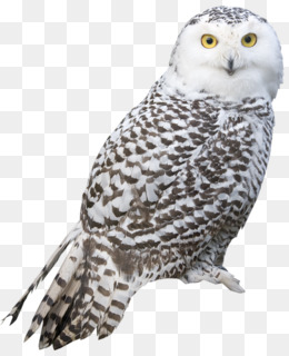 Detail Owls Png Nomer 14