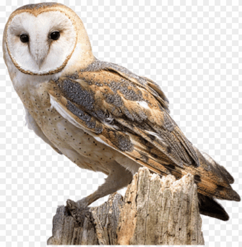 Detail Owls Png Nomer 18