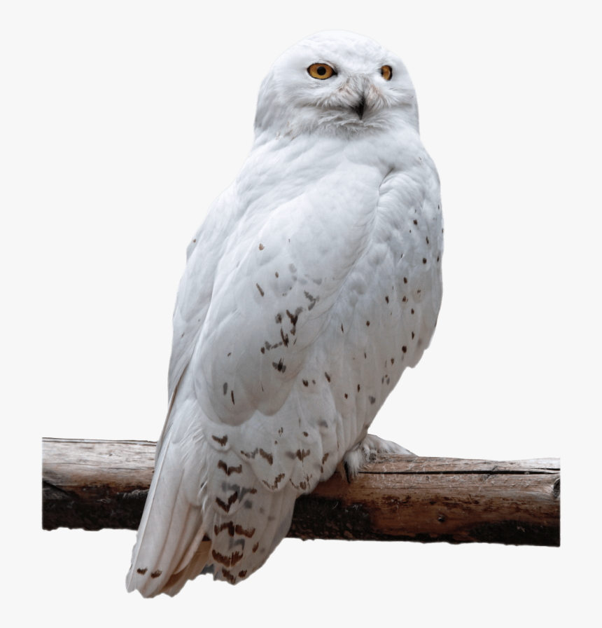 Detail Owls Png Nomer 20