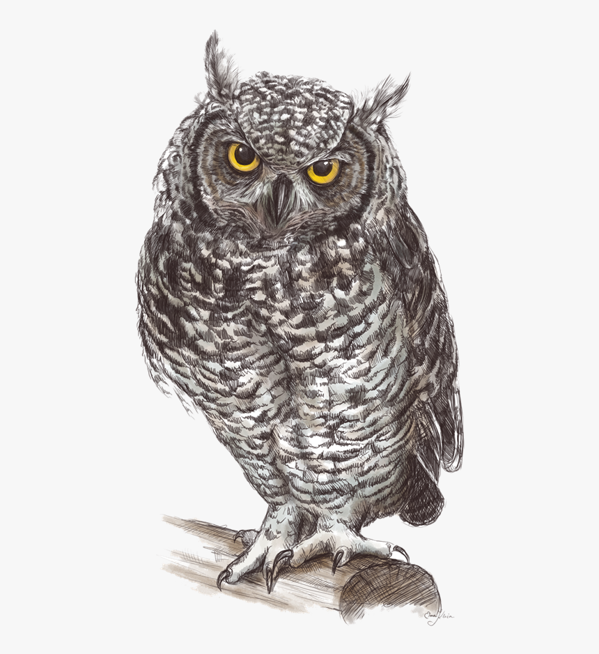 Detail Owls Png Nomer 25