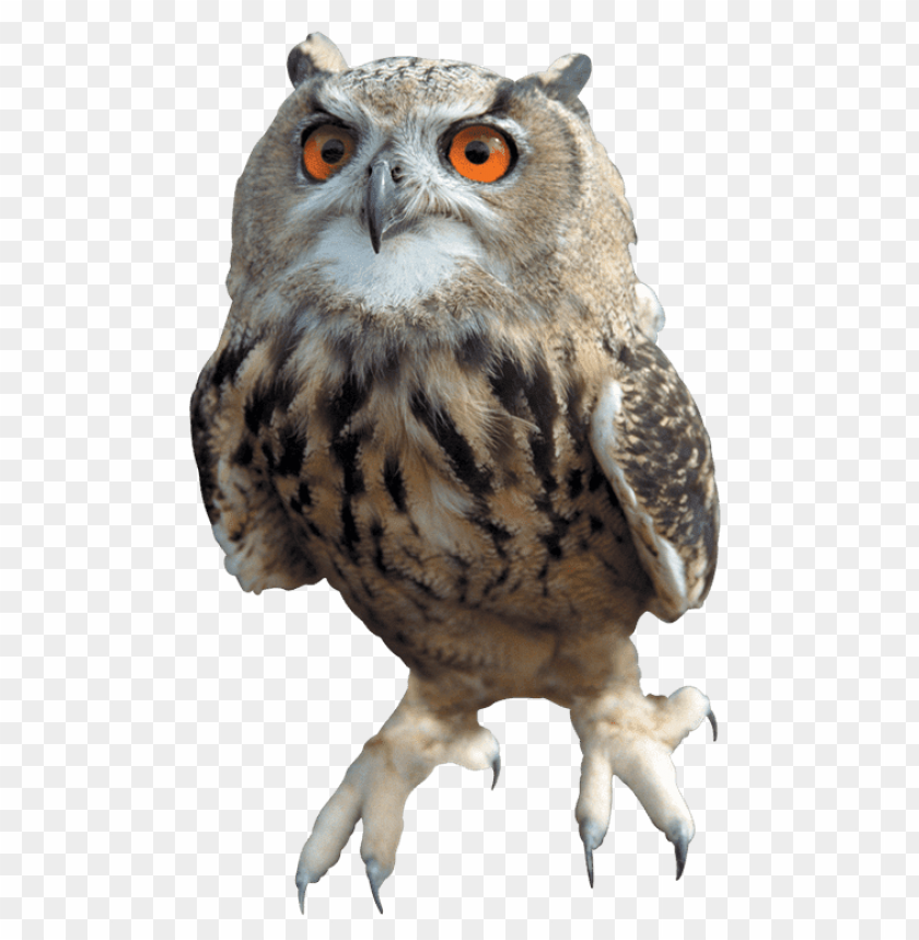 Detail Owls Png Nomer 4