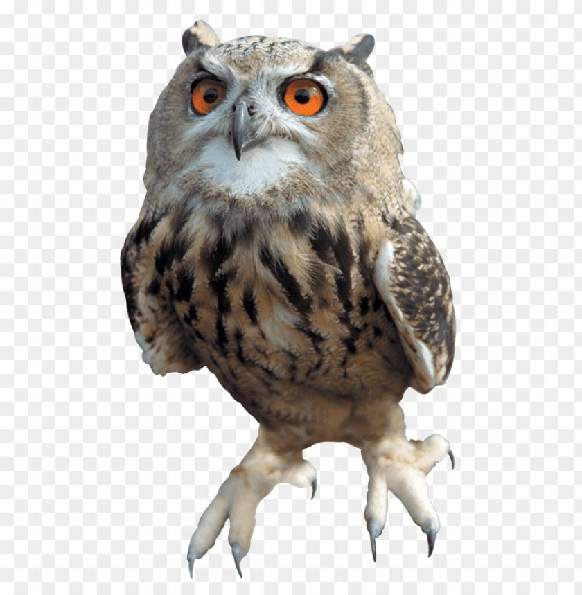 Download Owls Png Nomer 4