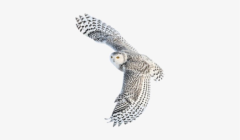 Detail Owls Png Nomer 30