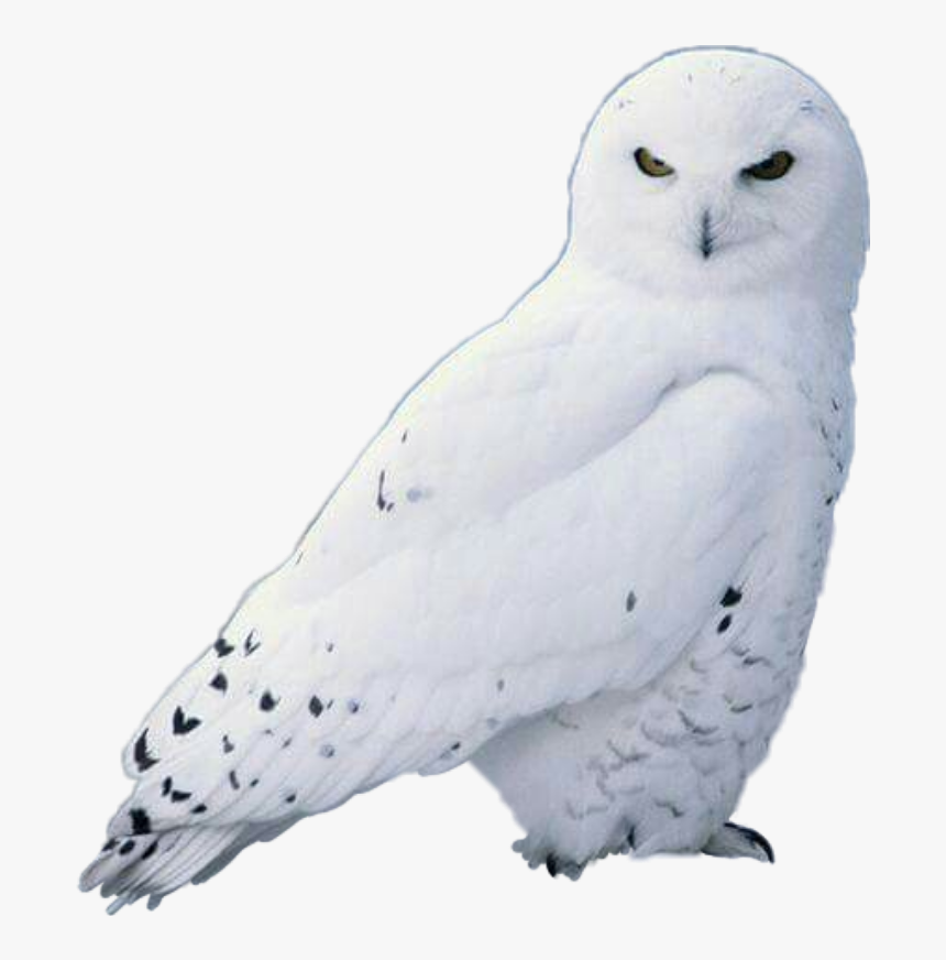 Detail Owls Png Nomer 33