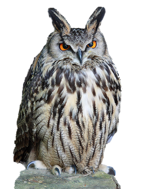 Detail Owls Png Nomer 35