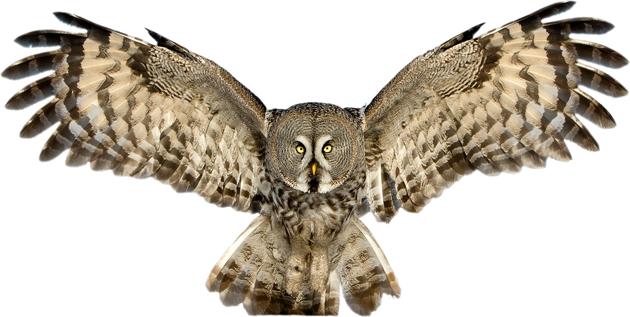 Detail Owls Png Nomer 38