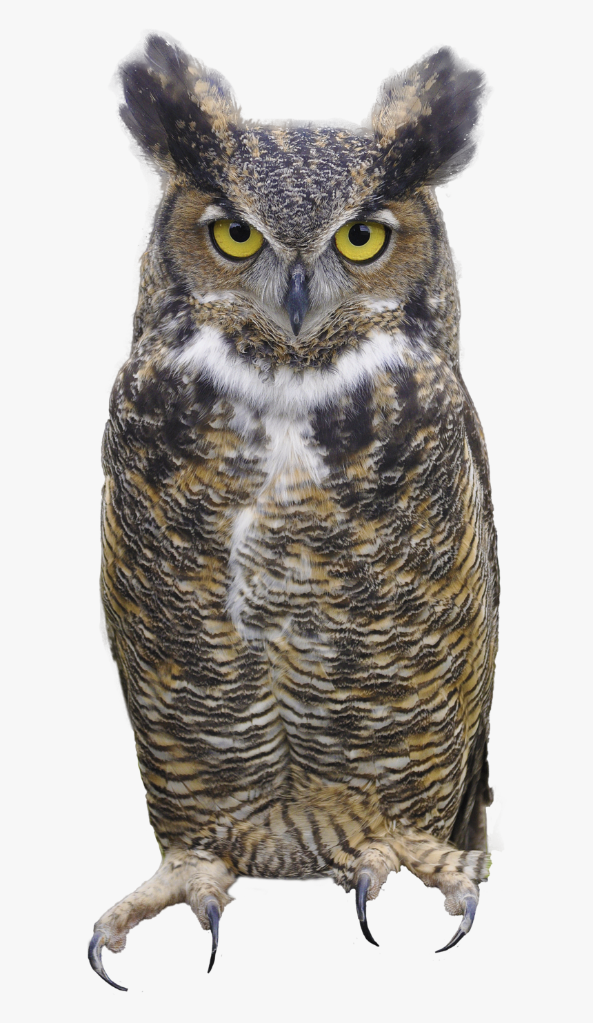 Detail Owls Png Nomer 5