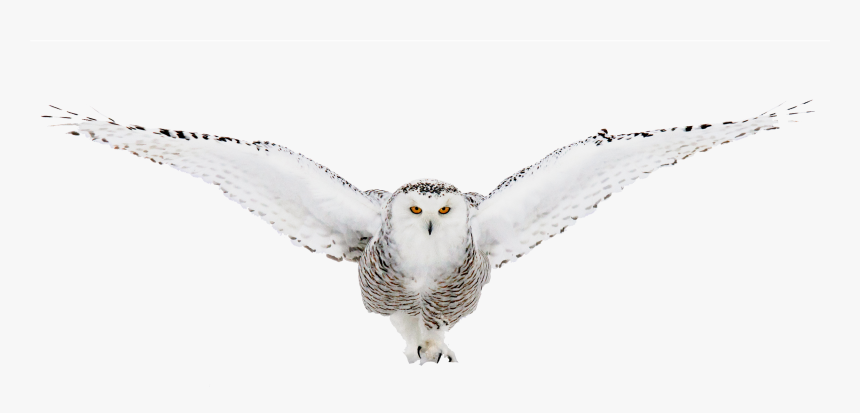 Download Owls Png Nomer 46