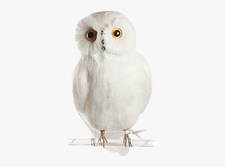 Detail Owls Png Nomer 48