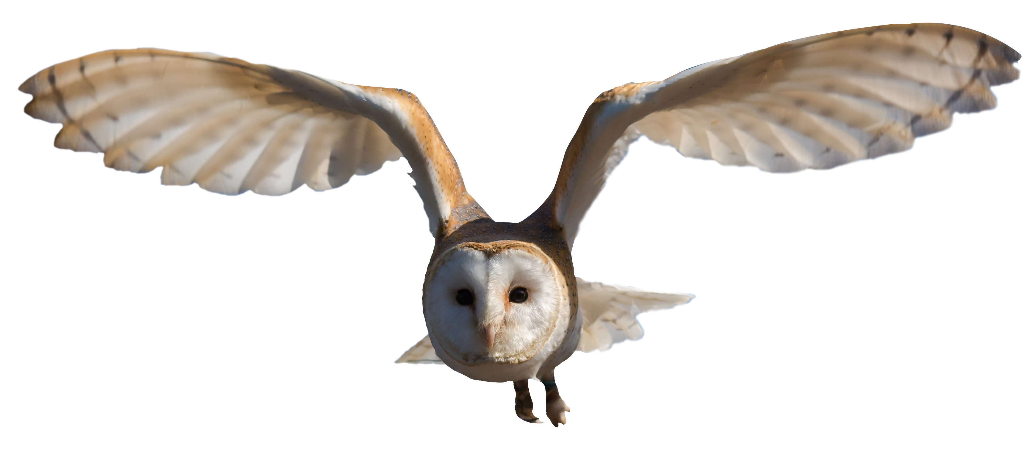 Detail Owls Png Nomer 54