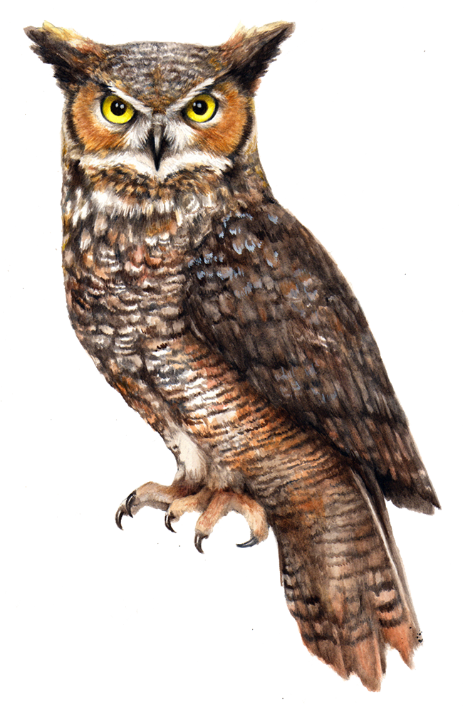 Detail Owls Png Nomer 8