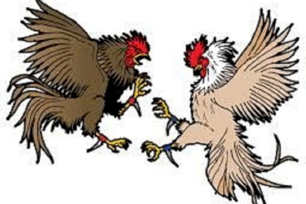 Detail Logo Sabung Ayam Nomer 24